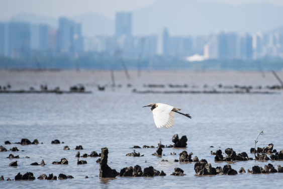 Oyster reefs in Hong Kong
©Kyle Obermann/Courtesy TNC
 